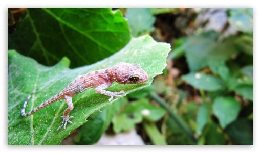 Small Lizard UltraHD Wallpaper for UHD 16:9 ; HD 16:9 ;