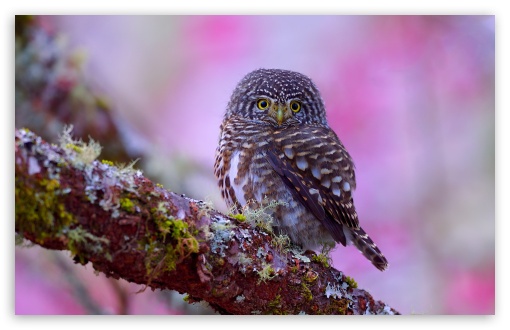 Small Owl Perched on a Tree Branch UltraHD Wallpaper for UHD 16:9 ; HD 16:9 ; UltraWide 21:9 24:10 ; Widescreen 16:10 5:3 ; Fullscreen 4:3 5:4 3:2 ; Tablet 1:1 ; Mobile 9:16 9:19.5 9:20 9:21 9:22 10:16 2:3 3:5 3:4 ;