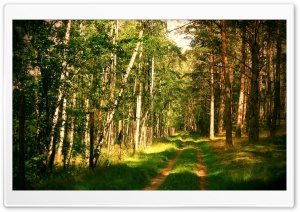 Small Path In The Forest Ultra HD Wallpaper for 4K UHD Widescreen Desktop, Lockscreen, Screensaver, TV, Tablet, Smartphone