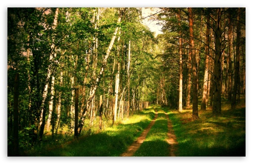 Small Path In The Forest UltraHD Wallpaper for HD 16:9 ; Widescreen 16:10 5:3 ; Fullscreen 4:3 5:4 3:2 ; Tablet 1:1 ; Mobile 3:5 3:4 ;