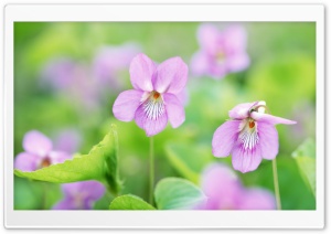 Small Pink Flowers Ultra HD Wallpaper for 4K UHD Widescreen desktop, tablet & smartphone