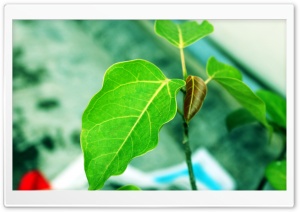 Small plant Ultra HD Wallpaper for 4K UHD Widescreen desktop, tablet & smartphone