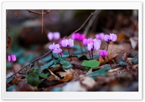 Small Purple Flowers Close Up Ultra HD Wallpaper for 4K UHD Widescreen desktop, tablet & smartphone