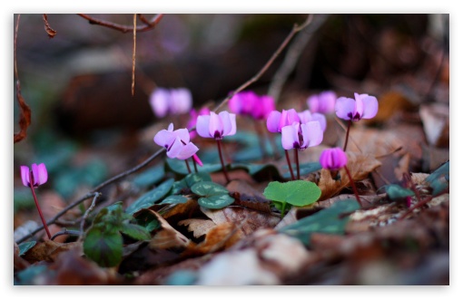 Small Purple Flowers Close Up UltraHD Wallpaper for UHD 16:9 2160p 1440p 1080p 900p 720p ; 8K UHD TV 16:9 Ultra High Definition 2160p 1440p 1080p 900p 720p ; UltraWide 32:9 ; Widescreen 16:10 5:3 WHXGA WQXGA WUXGA WXGA WGA ; Fullscreen 4:3 5:4 3:2 UXGA XGA SVGA QSXGA SXGA DVGA HVGA HQVGA ( Apple PowerBook G4 iPhone 4 3G 3GS iPod Touch ) ; Tablet 1:1 ; Dual 5:3 16:9 4:3 5:4 WGA 2160p 1440p 1080p 900p 720p UXGA XGA SVGA QSXGA SXGA ;