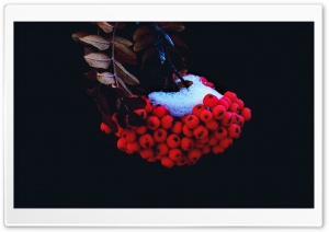 Small Red Berries Ultra HD Wallpaper for 4K UHD Widescreen desktop, tablet & smartphone