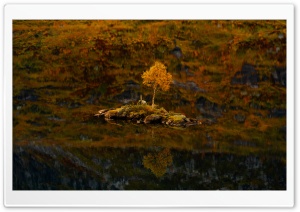 Small Rocky Isle, Lone Birch Tree, Lake 4K UHD Wallpaper for Widescreen and UltraWide Desktop, UltraHD TV, Smartphone, Tablet