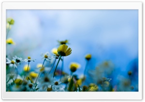 Small Spring Flowers Ultra HD Wallpaper for 4K UHD Widescreen desktop, tablet & smartphone