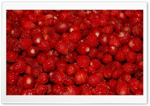 Small Strawberries Ultra HD Wallpaper for 4K UHD Widescreen desktop, tablet & smartphone