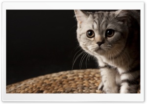 Small Striped Cat Ultra HD Wallpaper for 4K UHD Widescreen desktop, tablet & smartphone