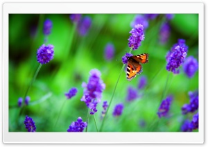 Small Tortoiseshell Butterfly, Lavender Flowers Ultra HD Wallpaper for 4K UHD Widescreen desktop, tablet & smartphone