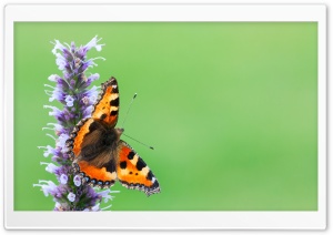 Small Tortoiseshell Butterfly on a Flower 4K UHD Wallpaper for Widescreen and UltraWide Desktop, UltraHD TV, Smartphone, Tablet