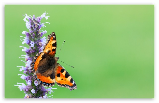 Small Tortoiseshell Butterfly on a Flower UltraHD Wallpaper for UHD 16:9 ; HD 16:9 ; UltraWide 21:9 24:10 ; Widescreen 16:10 5:3 ; Fullscreen 4:3 5:4 3:2 ; Tablet 1:1 ; Mobile 9:16 9:19.5 9:20 10:16 2:3 3:5 3:4 ; Dual 5:4 ;