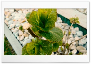 Small Tree 4K UHD Wallpaper for Widescreen and UltraWide Desktop, UltraHD TV, Smartphone, Tablet