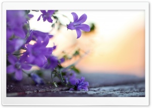 Small Violet Flowers Ultra HD Wallpaper for 4K UHD Widescreen desktop, tablet & smartphone