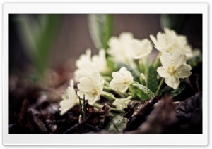 Small White Flowers Ultra HD Wallpaper for 4K UHD Widescreen desktop, tablet & smartphone