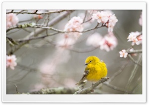 Small Yellow Bird, Springtime Ultra HD Wallpaper for 4K UHD Widescreen desktop, tablet & smartphone