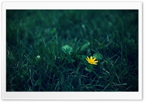 Small Yellow Flower Ultra HD Wallpaper for 4K UHD Widescreen desktop, tablet & smartphone