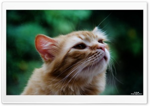 Smell Cat Ultra HD Wallpaper for 4K UHD Widescreen desktop, tablet & smartphone