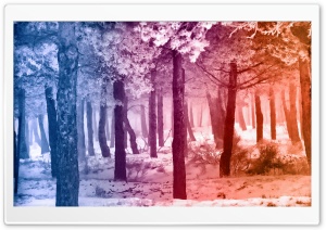 Smooth Rainbow Winter Forest Ultra HD Wallpaper for 4K UHD Widescreen desktop, tablet & smartphone