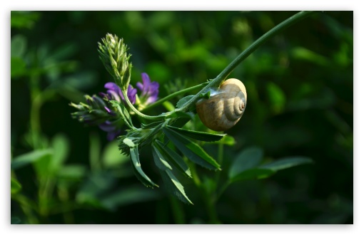 Snail UltraHD Wallpaper for UHD 16:9 ; HD 16:9 ; Widescreen 16:10 5:3 ;