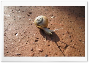 Snail Ultra HD Wallpaper for 4K UHD Widescreen desktop, tablet & smartphone