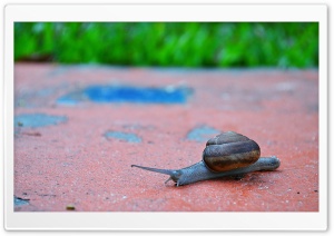 Snail 4K UHD Wallpaper for Widescreen and UltraWide Desktop, UltraHD TV, Smartphone, Tablet