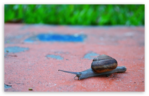 Snail UltraHD Wallpaper for UHD 16:9 ; HD 16:9 ; Widescreen 16:10 5:3 ; Fullscreen 3:2 ;