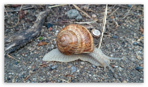 Snail UltraHD Wallpaper for UHD 16:9 ; HD 16:9 ;