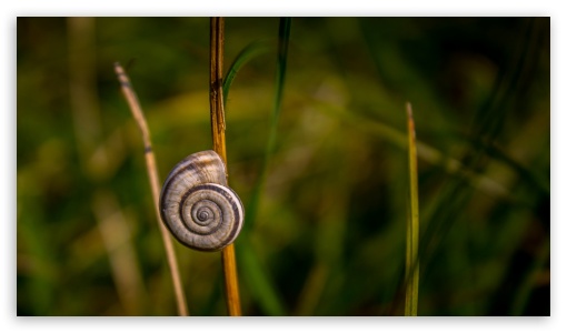 Snail UltraHD Wallpaper for HD 16:9 ;