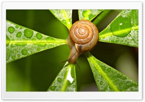 Snail After The Rain Ultra HD Wallpaper for 4K UHD Widescreen desktop, tablet & smartphone