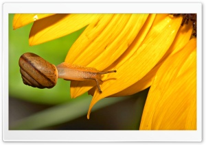 Snail And Sunflower Ultra HD Wallpaper for 4K UHD Widescreen desktop, tablet & smartphone