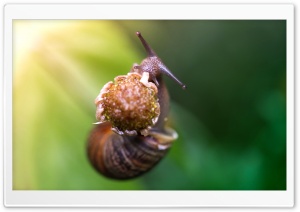 Snail Eating A Flower Ultra HD Wallpaper for 4K UHD Widescreen desktop, tablet & smartphone