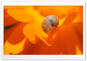 Snail Macro Ultra HD Wallpaper for 4K UHD Widescreen desktop, tablet & smartphone