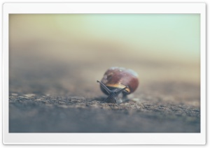 Snail Moving Slowly Ultra HD Wallpaper for 4K UHD Widescreen desktop, tablet & smartphone