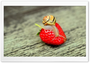 Snail on a Red Strawberry Ultra HD Wallpaper for 4K UHD Widescreen desktop, tablet & smartphone