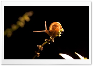 Snail On Branch Ultra HD Wallpaper for 4K UHD Widescreen desktop, tablet & smartphone