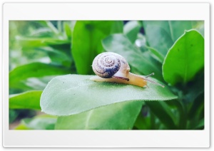 Snail on green leaves Ultra HD Wallpaper for 4K UHD Widescreen Desktop, Lockscreen, Screensaver, TV, Tablet, Smartphone