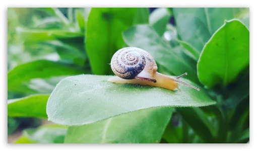 Snail on green leaves UltraHD Wallpaper for UHD 16:9 ; HD 16:9 ;