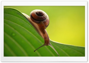 Snail On Leaf Ultra HD Wallpaper for 4K UHD Widescreen desktop, tablet & smartphone