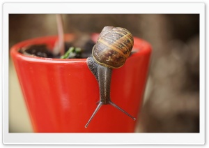 Snail On Red Cup Ultra HD Wallpaper for 4K UHD Widescreen Desktop, Lockscreen, Screensaver, TV, Tablet, Smartphone