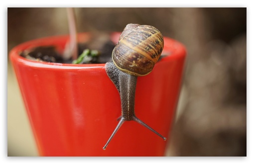 Snail On Red Cup UltraHD Wallpaper for Widescreen 16:10 ;