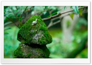 Snail On Stone Ultra HD Wallpaper for 4K UHD Widescreen desktop, tablet & smartphone