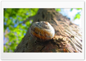 Snail on the tree trunk Ultra HD Wallpaper for 4K UHD Widescreen Desktop, Lockscreen, Screensaver, TV, Tablet, Smartphone