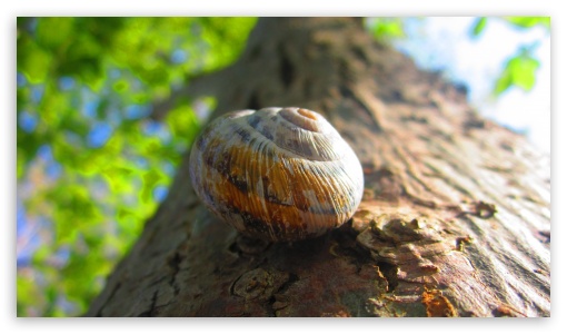 Snail on the tree trunk UltraHD Wallpaper for UHD 16:9 2160p 1440p 1080p 900p 720p ; 8K UHD TV 16:9 Ultra High Definition 2160p 1440p 1080p 900p 720p ;