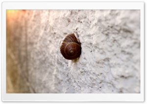 Snail On Wall Ultra HD Wallpaper for 4K UHD Widescreen desktop, tablet & smartphone
