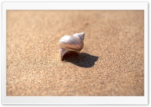 Snail Shell Ultra HD Wallpaper for 4K UHD Widescreen desktop, tablet & smartphone