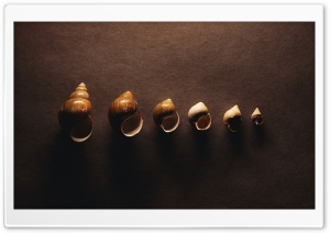 Snail Shells Ultra HD Wallpaper for 4K UHD Widescreen desktop, tablet & smartphone