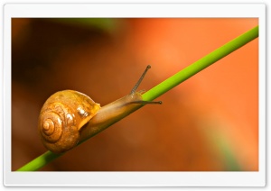 Snail Walking Ultra HD Wallpaper for 4K UHD Widescreen desktop, tablet & smartphone