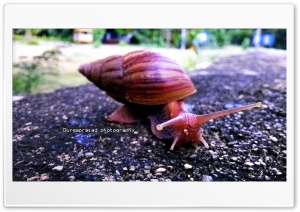 SNAILAA 4K UHD Wallpaper for Widescreen and UltraWide Desktop, UltraHD TV, Smartphone, Tablet