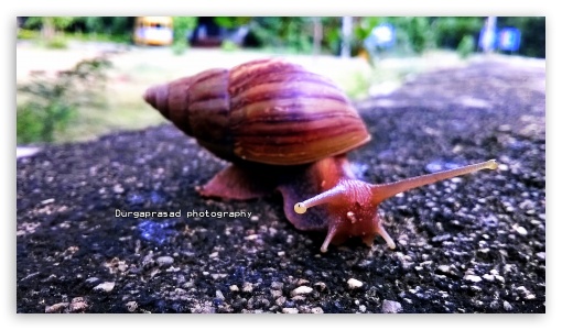 SNAILAA UltraHD Wallpaper for HD 16:9 ;